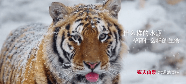 农夫山泉最新广告片画面太灵动了! - 深圳企业广告片拍摄 - 深圳映画传媒